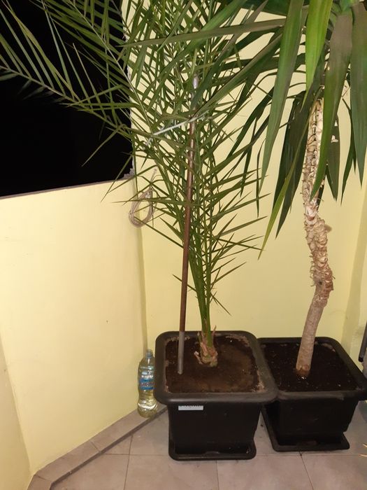 Финикова палма и юка