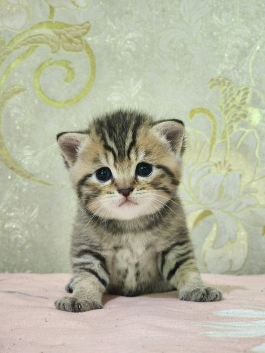 Мушукчалар сотилади