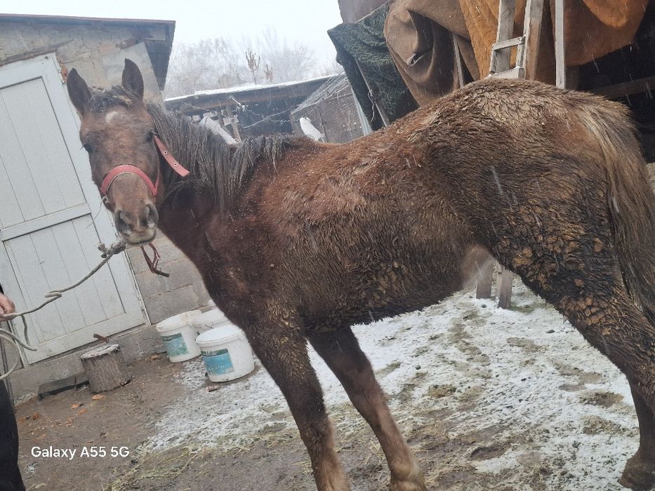 Конья полукровка