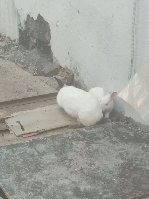 Продам кролик домашнюю