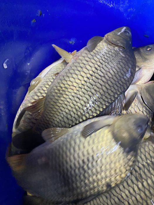 Перевозка живой рыбы