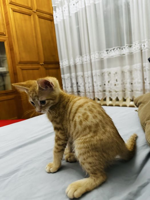 Котенок,котята ,котята
