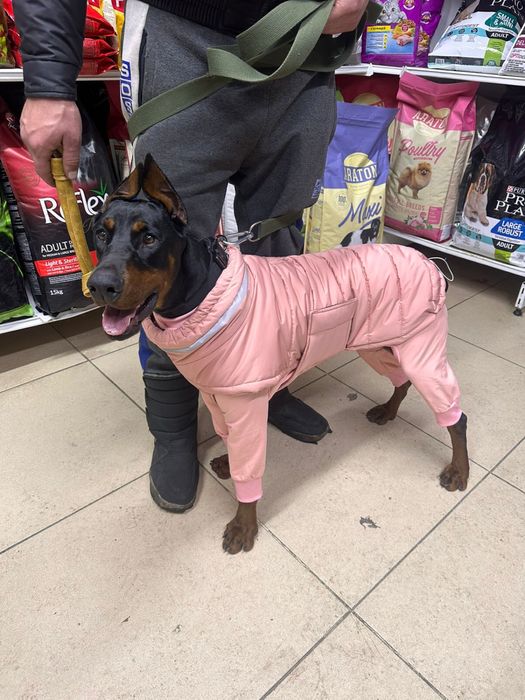 Щенки добермана коричневые и черные