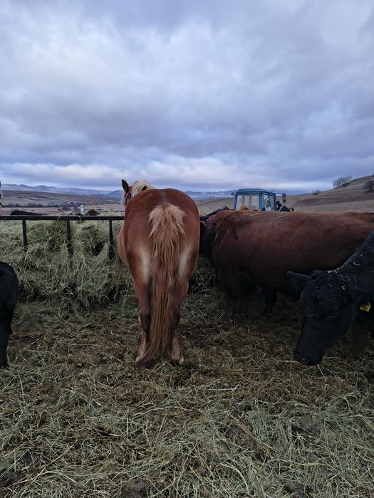 Vand/schimb manza gestanta