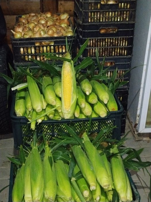 Vând porumb  zaharat Khan F1 400-500grame bucata producție proprie