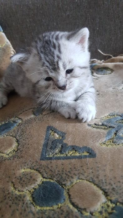 Продам котят самые красивые