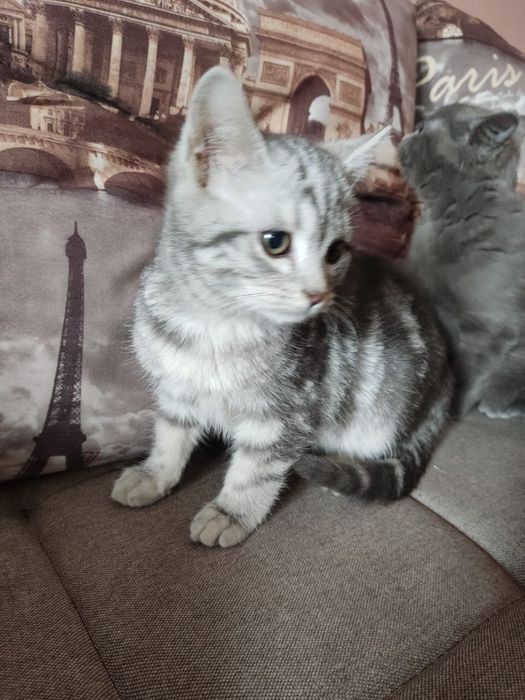 Котенок ищет семью и дом