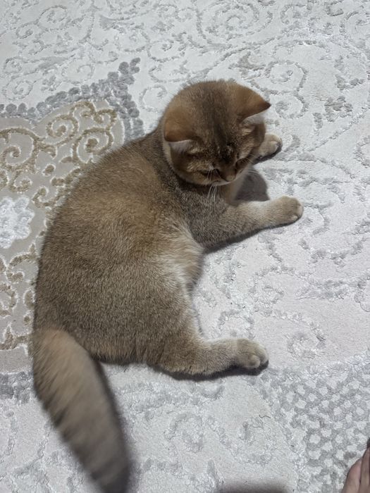 Қўштиришга Золотая шиншила