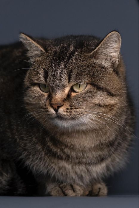 Кошечка возрастом два года ищет дом