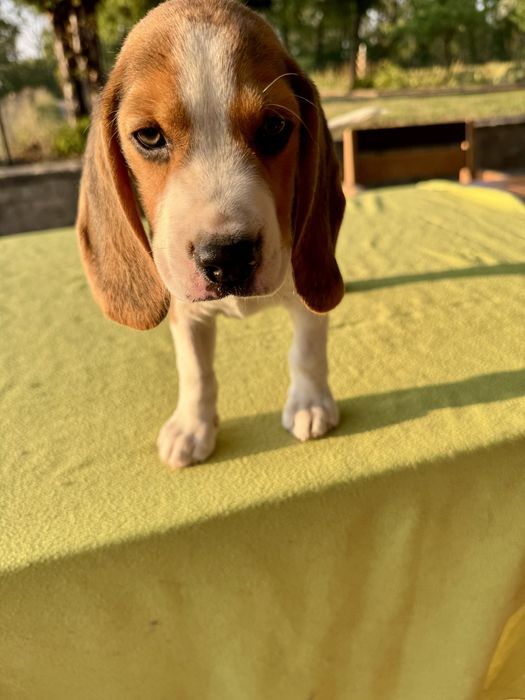 Pui Beagle cu pedigree disponibil