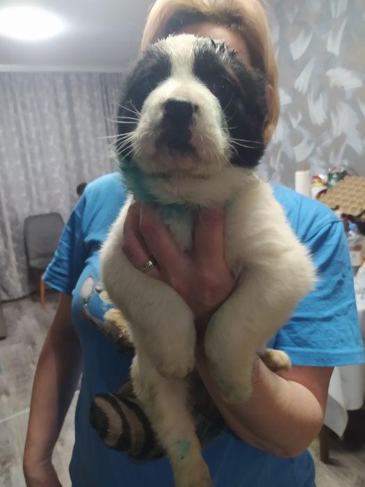 Щенки будущие тяжи.