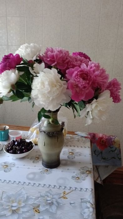 Пионы на срез для букета