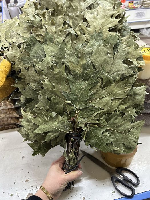 Канадский клен дубовый веник…..