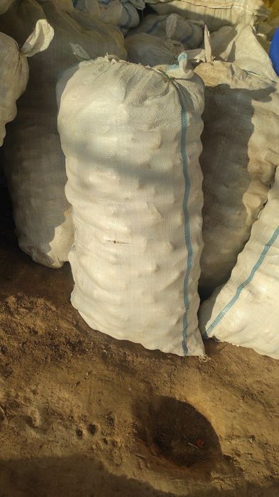 Yem uchun sabzi  cheklanmagan miqdorda bor