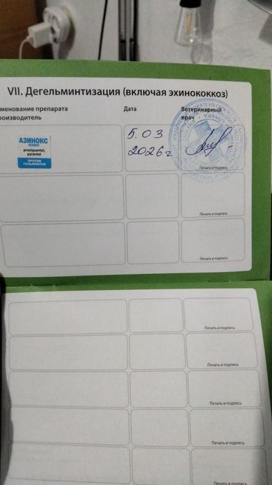 Вязка:Немецкая овчарка 2 года