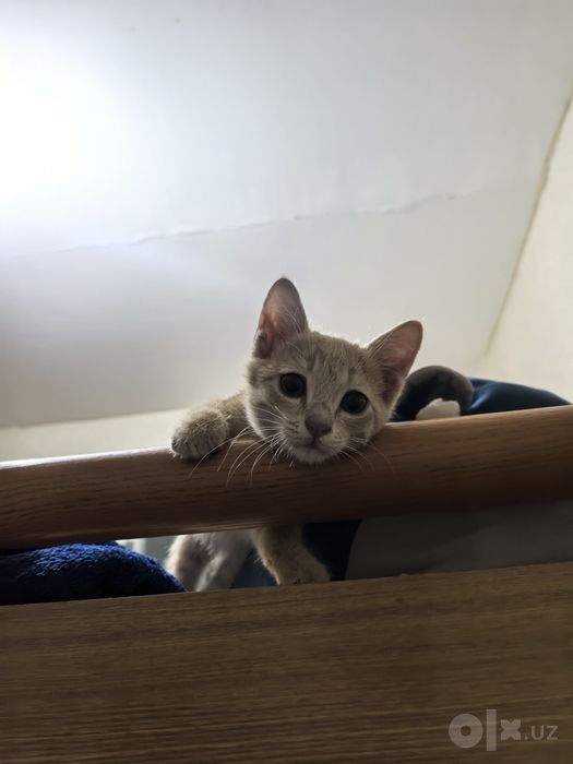 Котёнок в хорошие руки