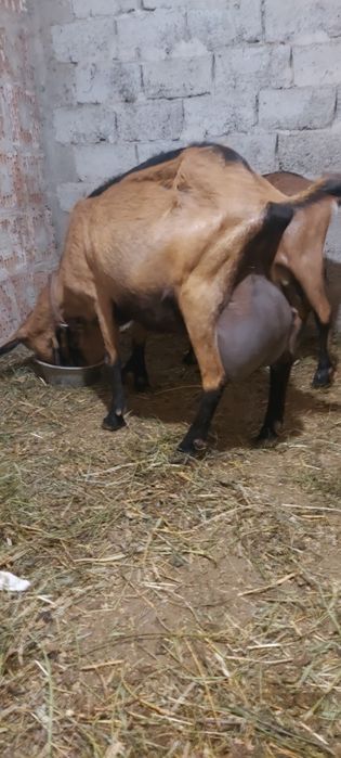 Iezi de vânzare ( țapi) metis alpina