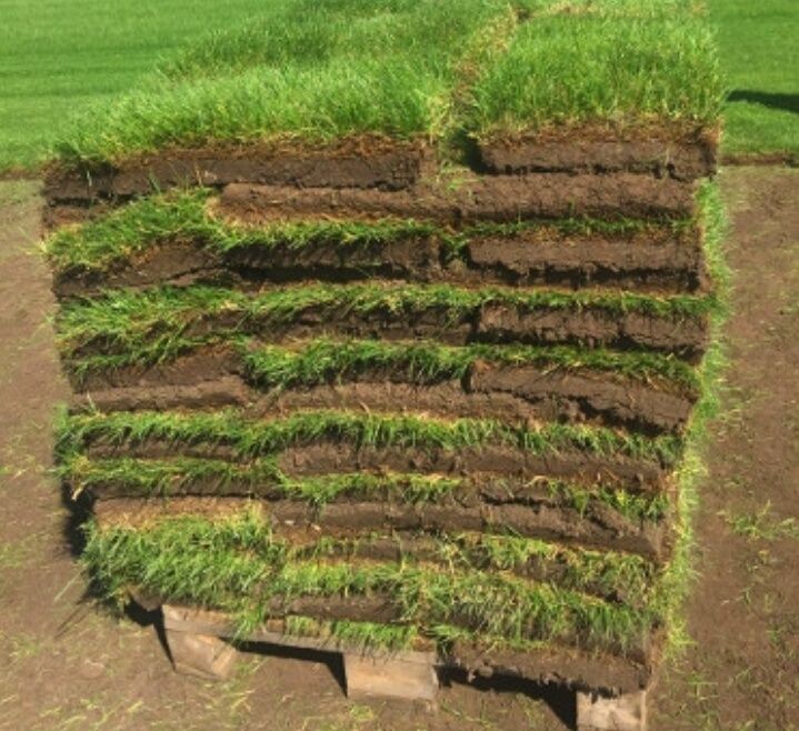 Газон рулонный и посевной