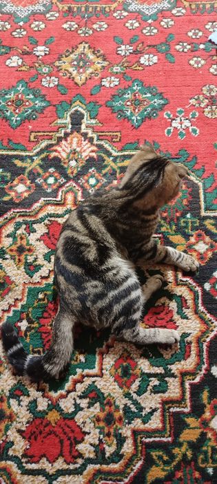 Мушук бенгальские угил бола 5ойлик