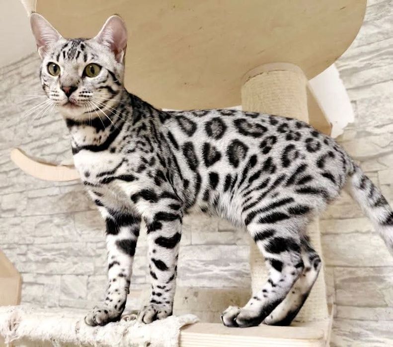 Серебристые БЕНГАЛЬСКИЕ котята