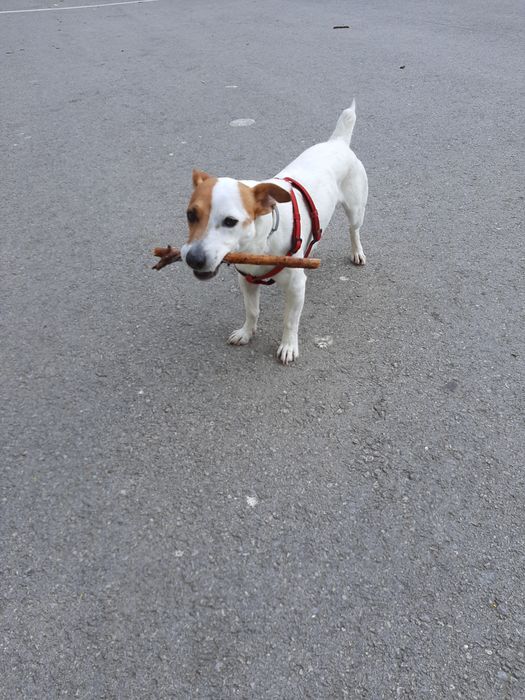 Разходки на домашни любимци