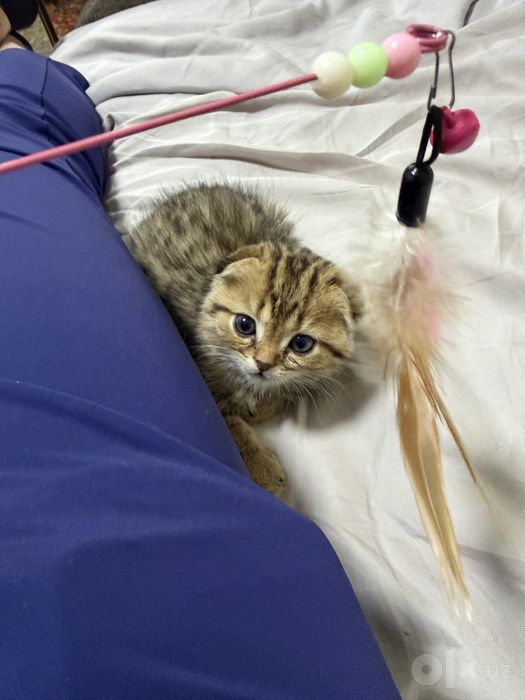Scottish fold golden shaded 2 oylik