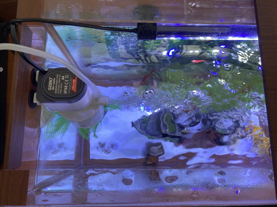 Аквариум балығымен