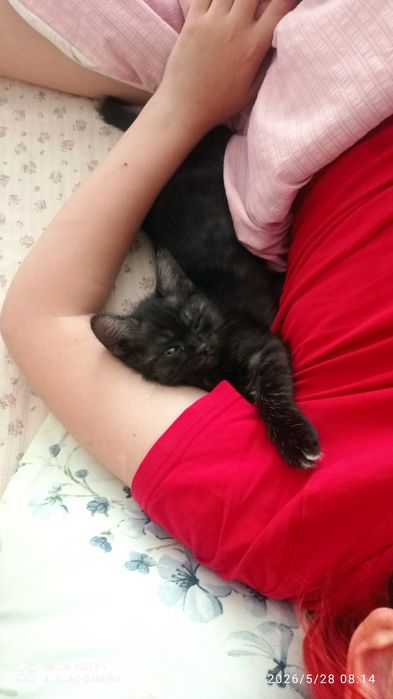 Домашние котята мальчик и девочка