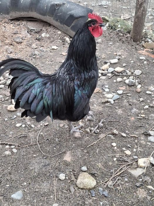 Cocos australorp
