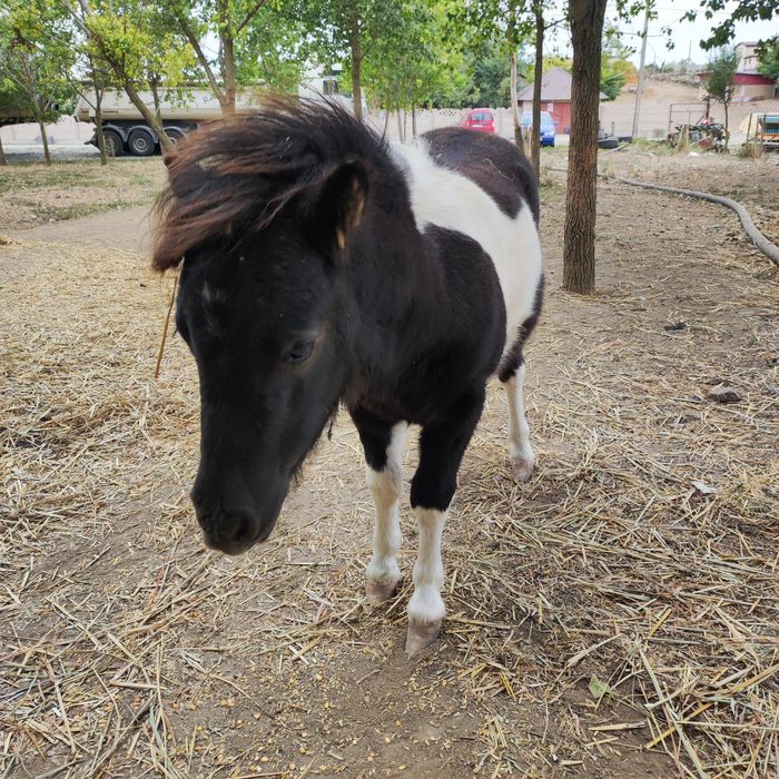 Ponei mascul ( fabricatie aprilie 2025)  3200 lei