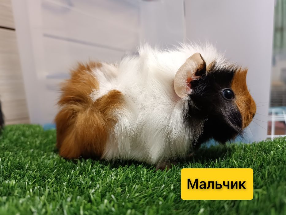 Продаются морские свинки