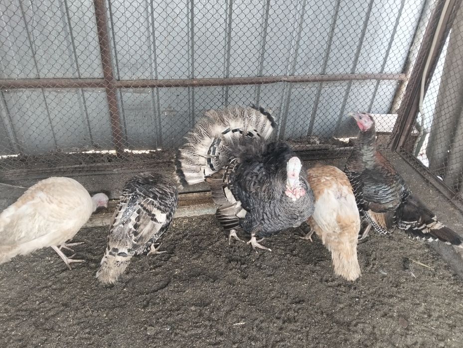 Продам индюков..