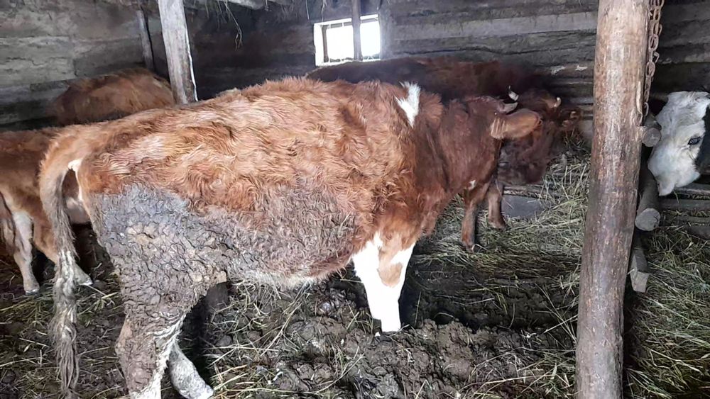 САТЫЛАДЫ Кунажын цена 280000 тыс