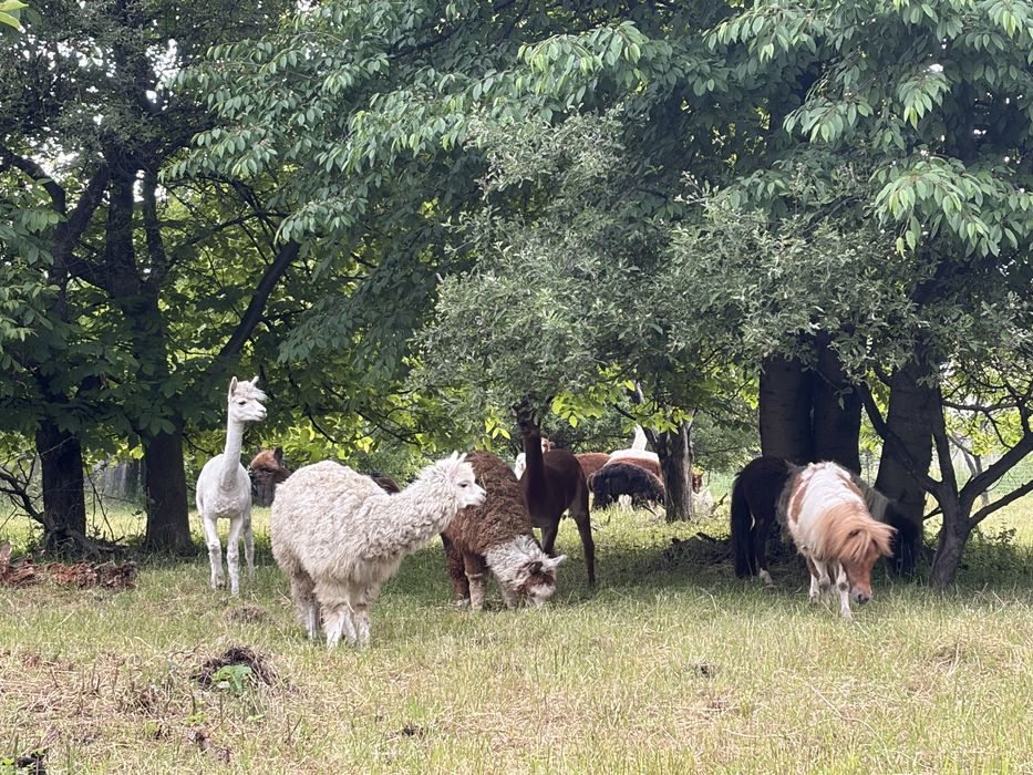 Alpaca de vanzare/femele/masculi/pui