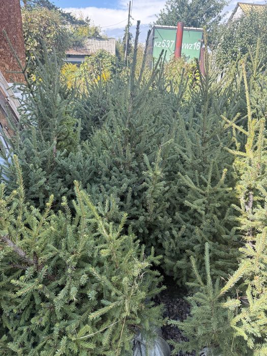 Продам Сибирскую Ель