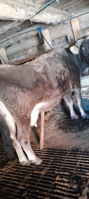 Vând vaca bruna de mm