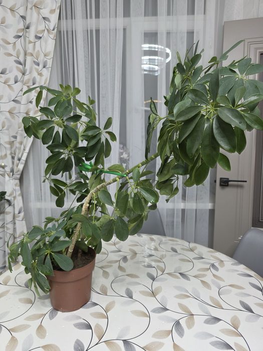 Шефлера комнатная