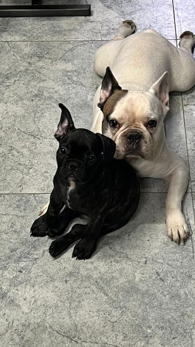 Продам французского бульдога