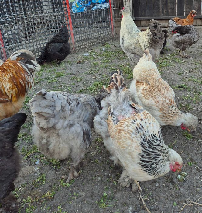 Ouă pentru incubat din rasa Australorp și moțate încălțate