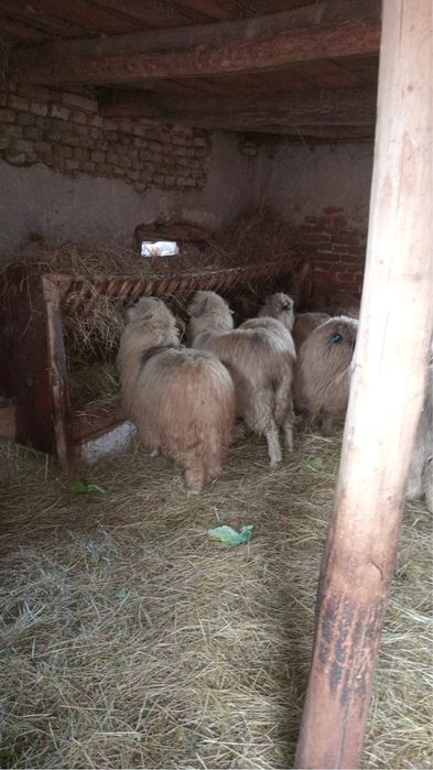 Vand oi mioare gestante