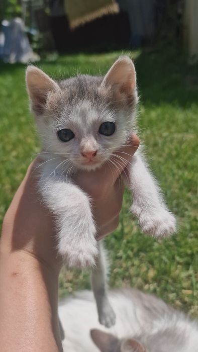 Подарявам коте на 50 дни