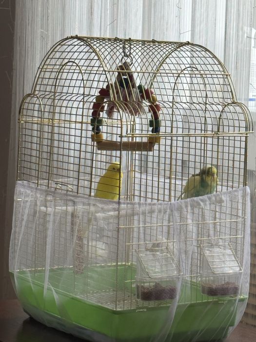 Продам волнистых попугаев