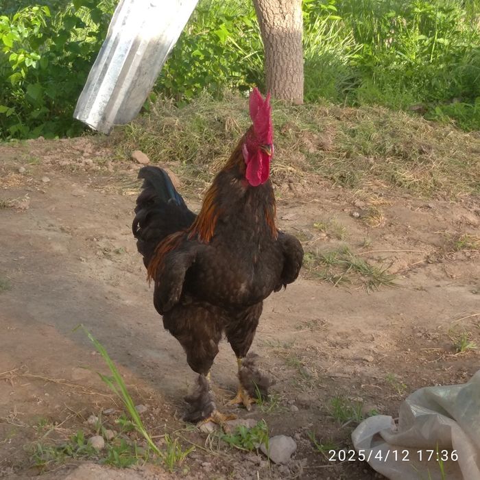 Xoʻrozlar soni 2 ta