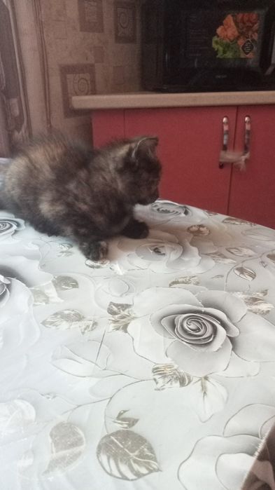 Отдам котёнка в хорошие руки