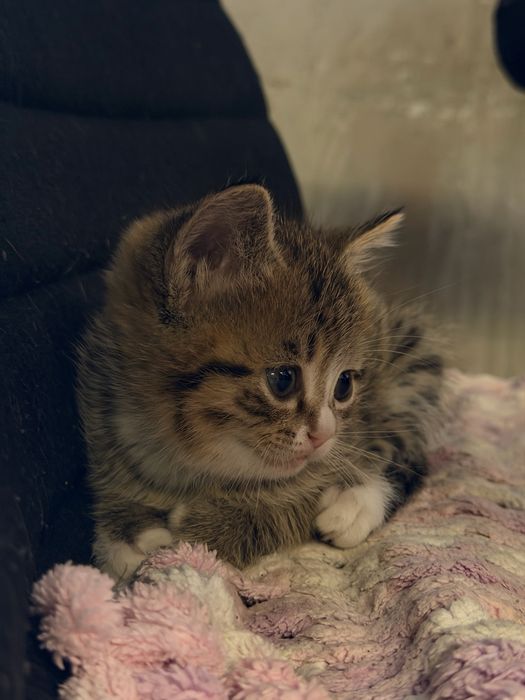 Котята в самые добрые ручки