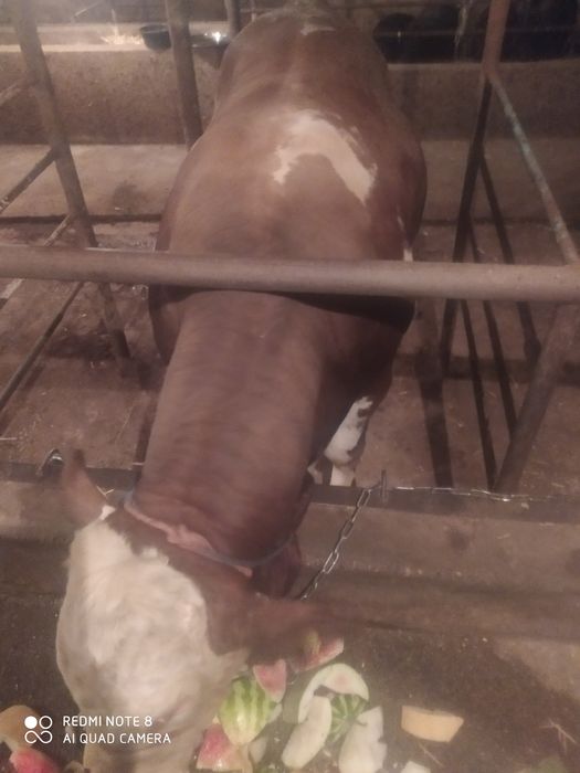 Паркент.Сментал Бука 2 та. Бир ёшдан ошган.