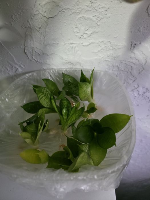 Продам цветочки укорененные