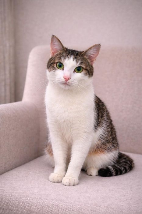 Кот самый нежный