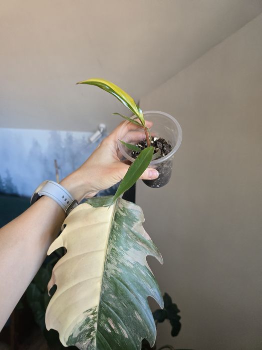 Филодендрон карамель марбл/philodendron caramel marble