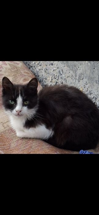 Котята, Маргаулар